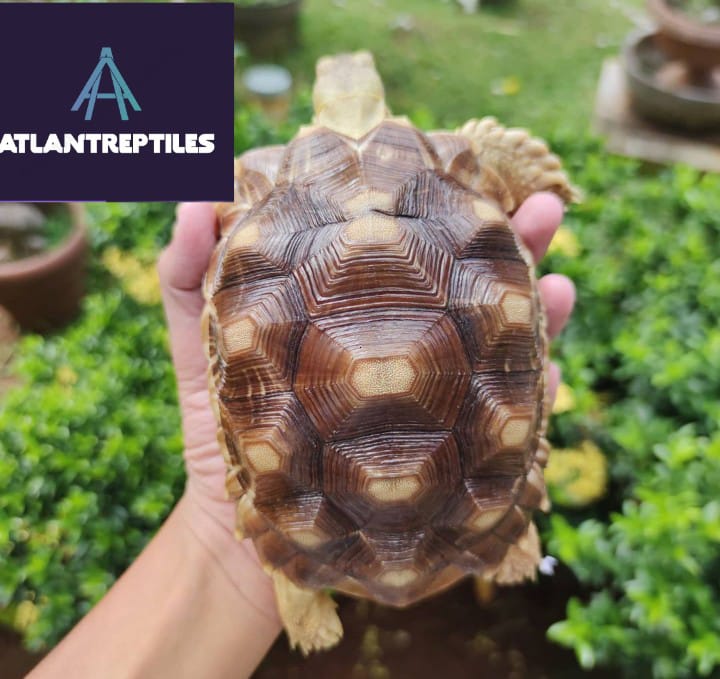 sulcata tortoise for sale near me Very Cheap And Wholesale Price